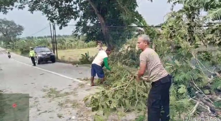 Hujan Badai Terjang Blora, Pohon Tumbang Blokir Jalan Randublatung-Keradenan