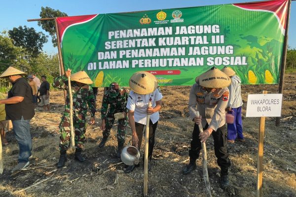 Blora Menggelar Penanaman Jagung Serentak di Lahan Perhutanan Sosial, Perkuat Ketahanan Pangan Daerah