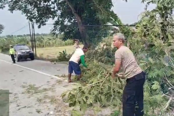 Hujan Badai Terjang Blora, Pohon Tumbang Blokir Jalan Randublatung-Keradenan